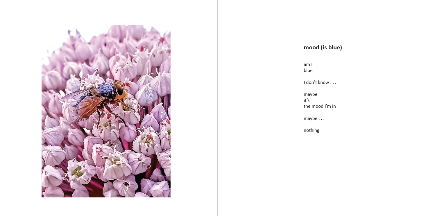 On Allium Avenue spread - mood (is blue)